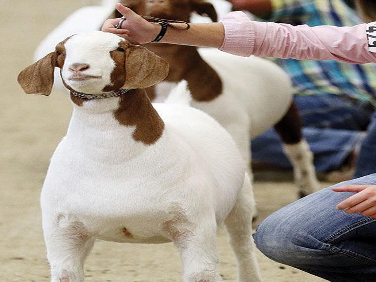 Goat industry has growth potential in Nebraska