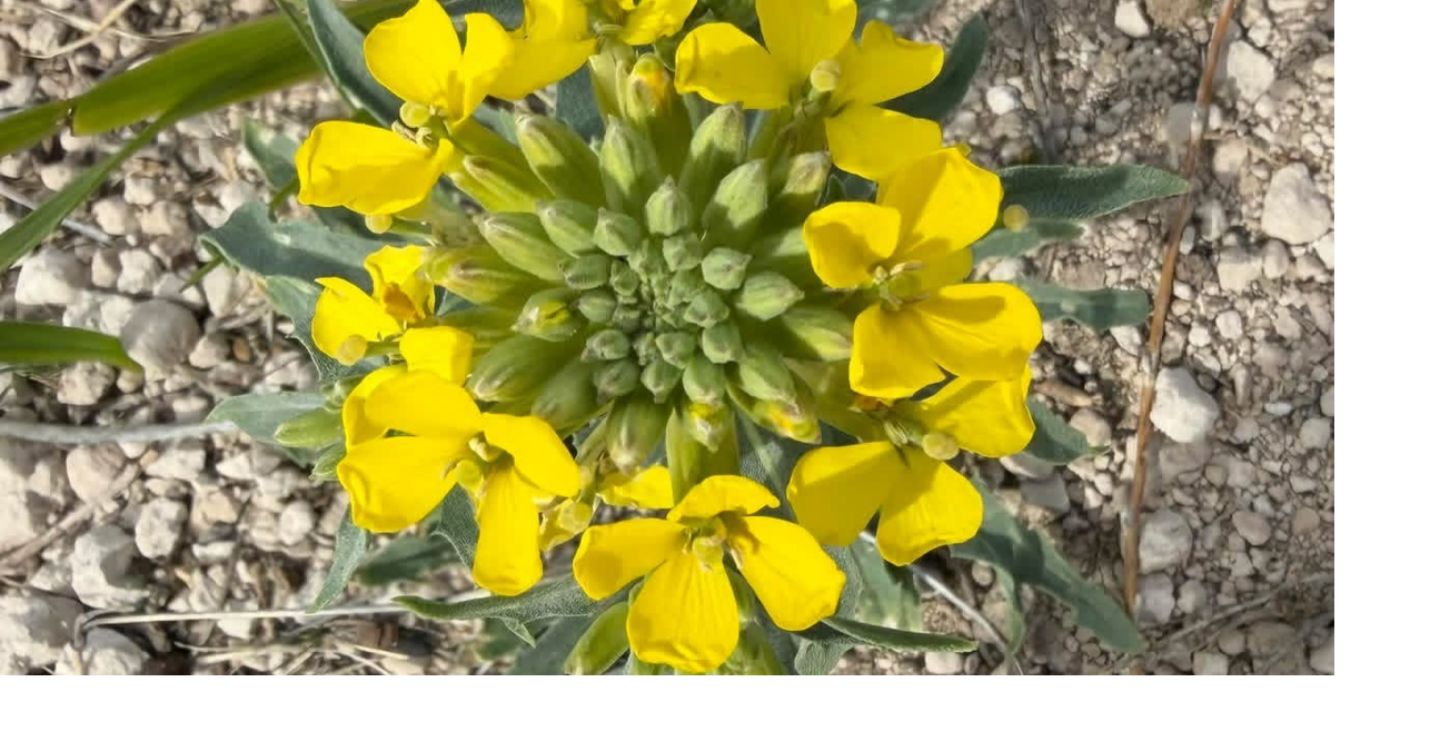 Kerry Hoffschneider: Circled flower on a Chadron hill