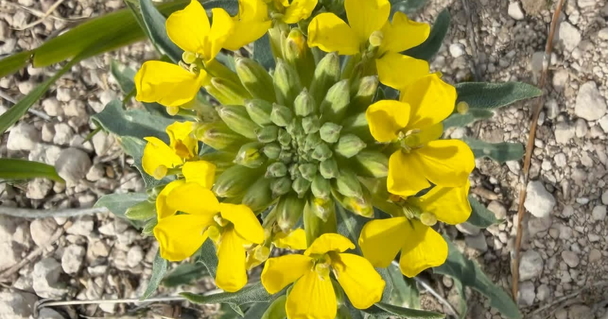 Kerry Hoffschneider: Circled flower on a Chadron hill