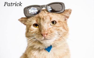 A Paws For Pets News Yorknewstimes Com