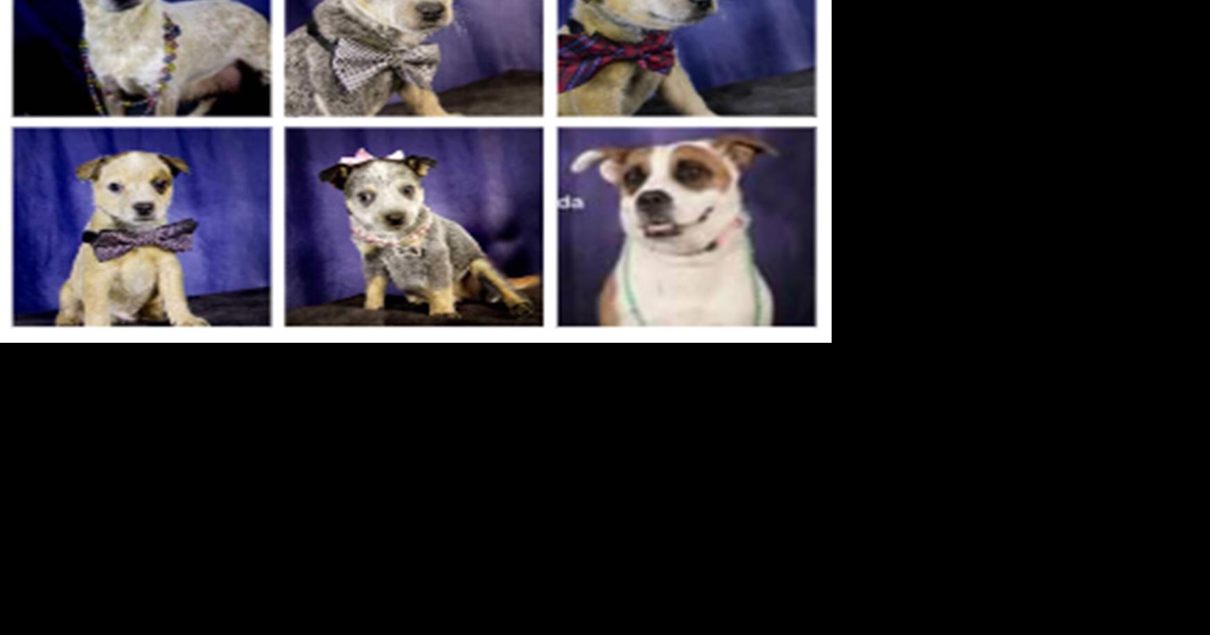 A Paws for Pets: We are their voice