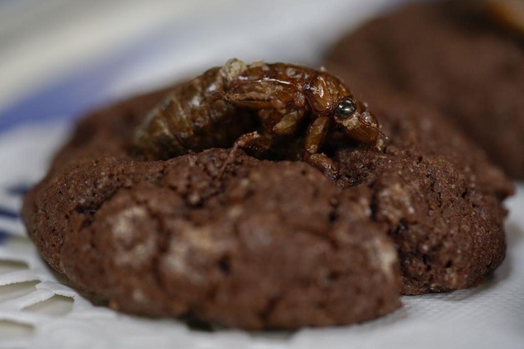 Photos Freaked by cicada swarms? Stick a fork in 'em and eat 'em