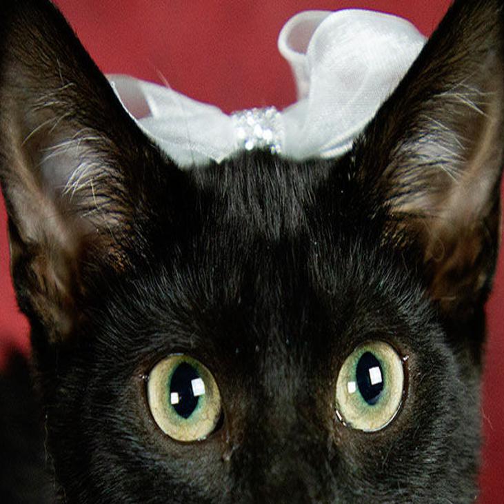 A Paws For Pets Adopting Two Out Three More Come In Local News Yorknewstimes Com