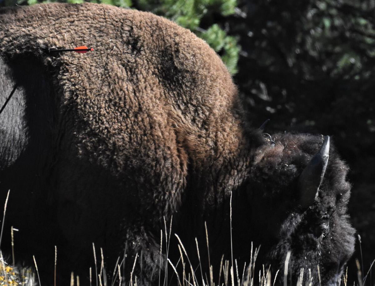 Bison