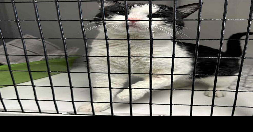 2 cats with hurt legs need amputations at York Adopt a Pet