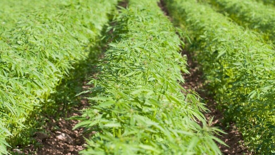 Report: Nebraskans’ support of legal cannabis is growing