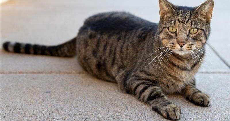 Cameron the Cat moves to south Lincoln after owner falls ill
