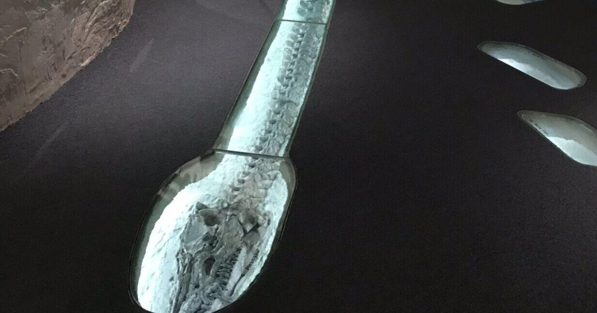 New research leads to new name for well-known Nebraska fossil - Vimarsana News