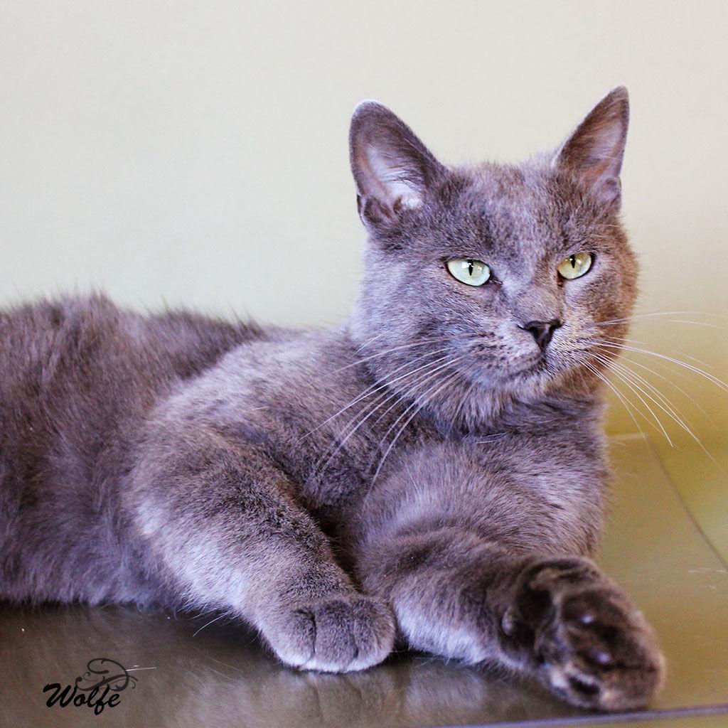 A Paws For Pets Local News Yorknewstimes Com