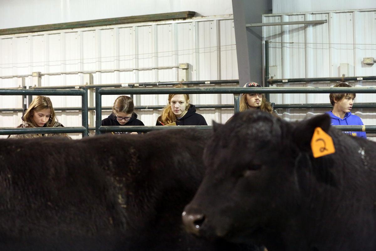 FFA District 5 livestock judging contest in York Local News