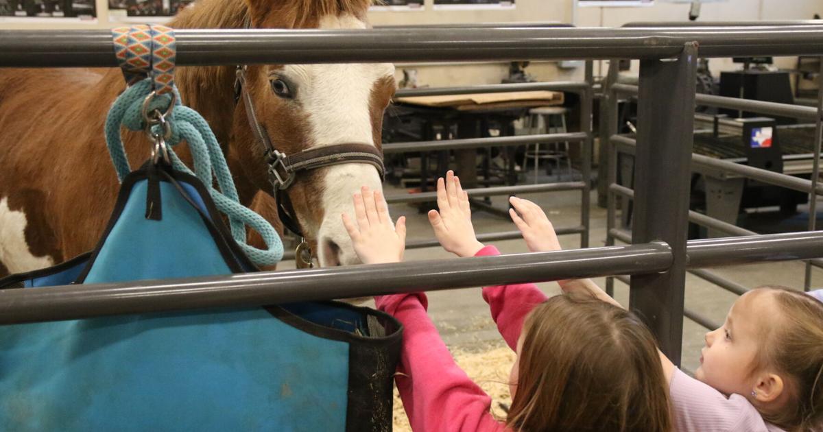 Ffa Animals Centennial FFA students show animals in barnyard