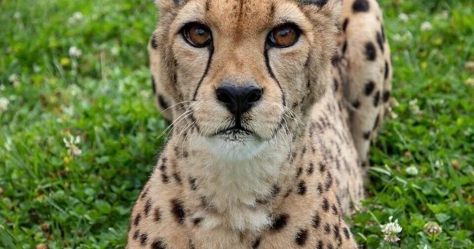Remembering Queen Bella: Beloved Lincoln zoo cheetah dies at 16 ALYSSA JOHNSON Lincoln Journal Star Aug 6, 2026 4 hrs ago