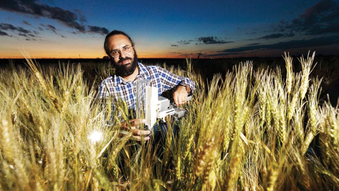 Nebraska team links wild wheat gene to drought tolerence in cultivated wheat - York News-Times