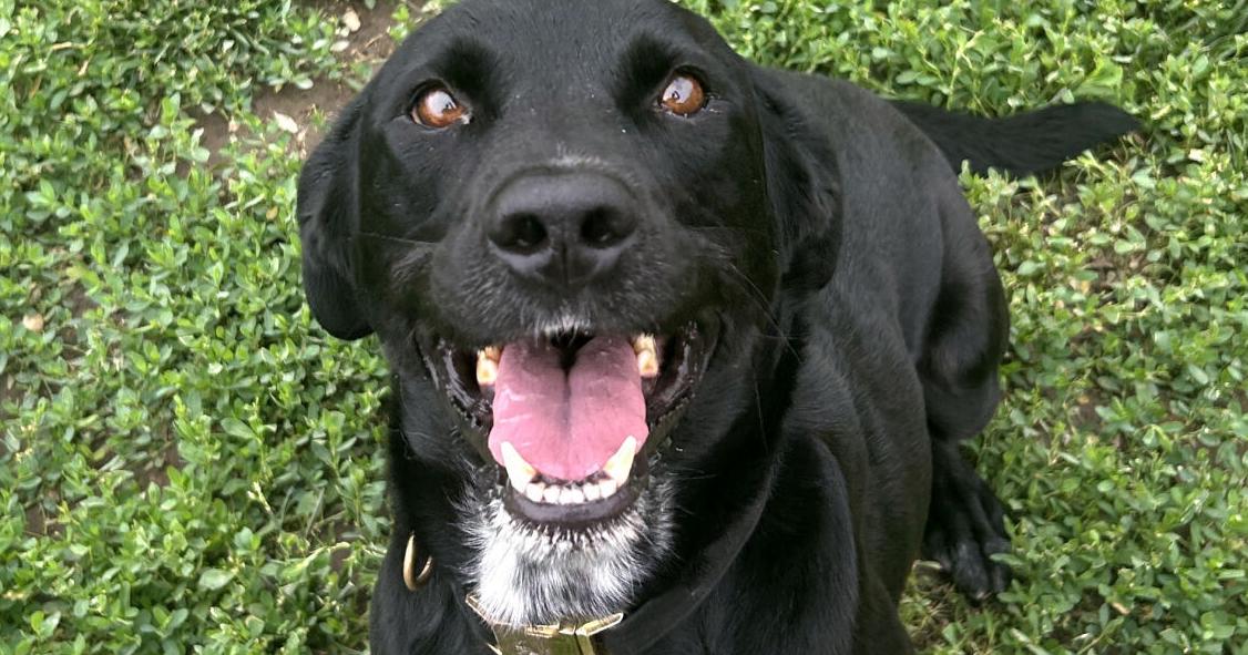 This dog was returned to a Nebraska shelter 3 times. He's finally found a home. ALYSSA JOHNSON Lincoln Journal Star Jun 9, 2026 Jun 9, 2026 Updated 2 mins ago