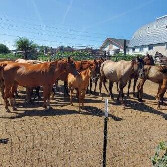 Gage Co. vet cited with neglect; horses seized - Vimarsana News