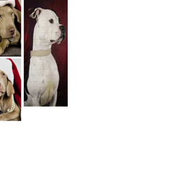 Cats and dogs needing to be adopted in York area