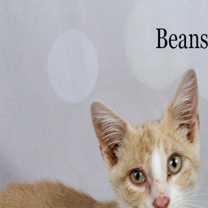 A Paws For Pets Finding A Forever Home Local News Yorknewstimes Com