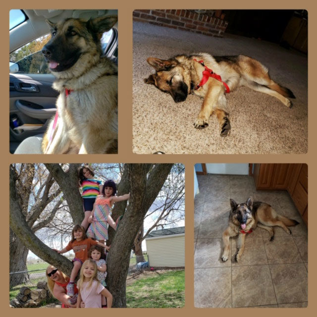 paws for pets rescue