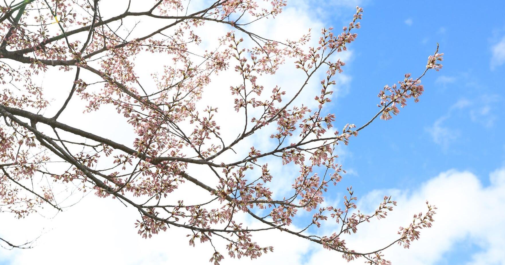 Fun weekend ahead in Halton, York and Durham - Vimarsana News