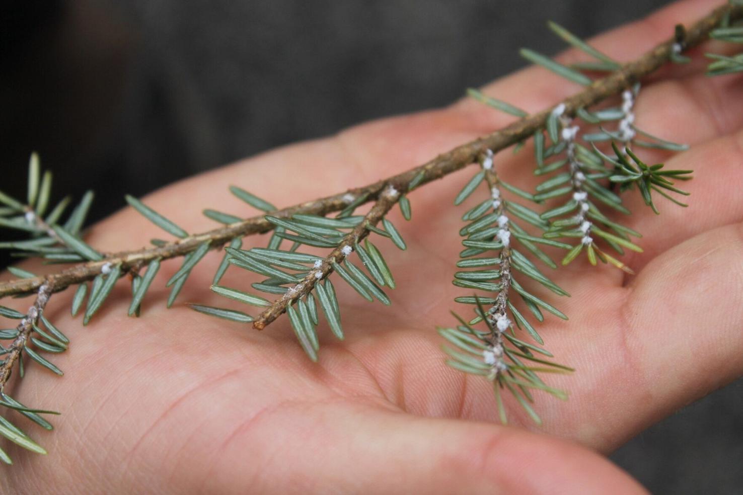 ‘Sad reality’: Tree-killing insect is coming to York Region