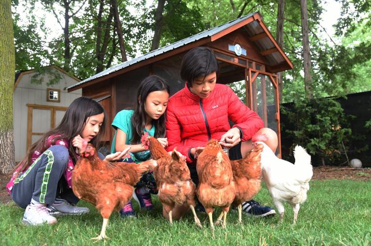 Virginia Beach Chickens