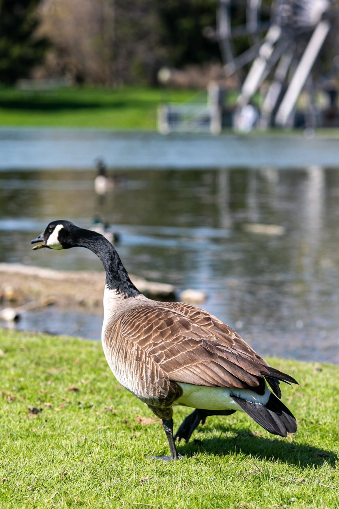 Canada geese clearance killed toronto