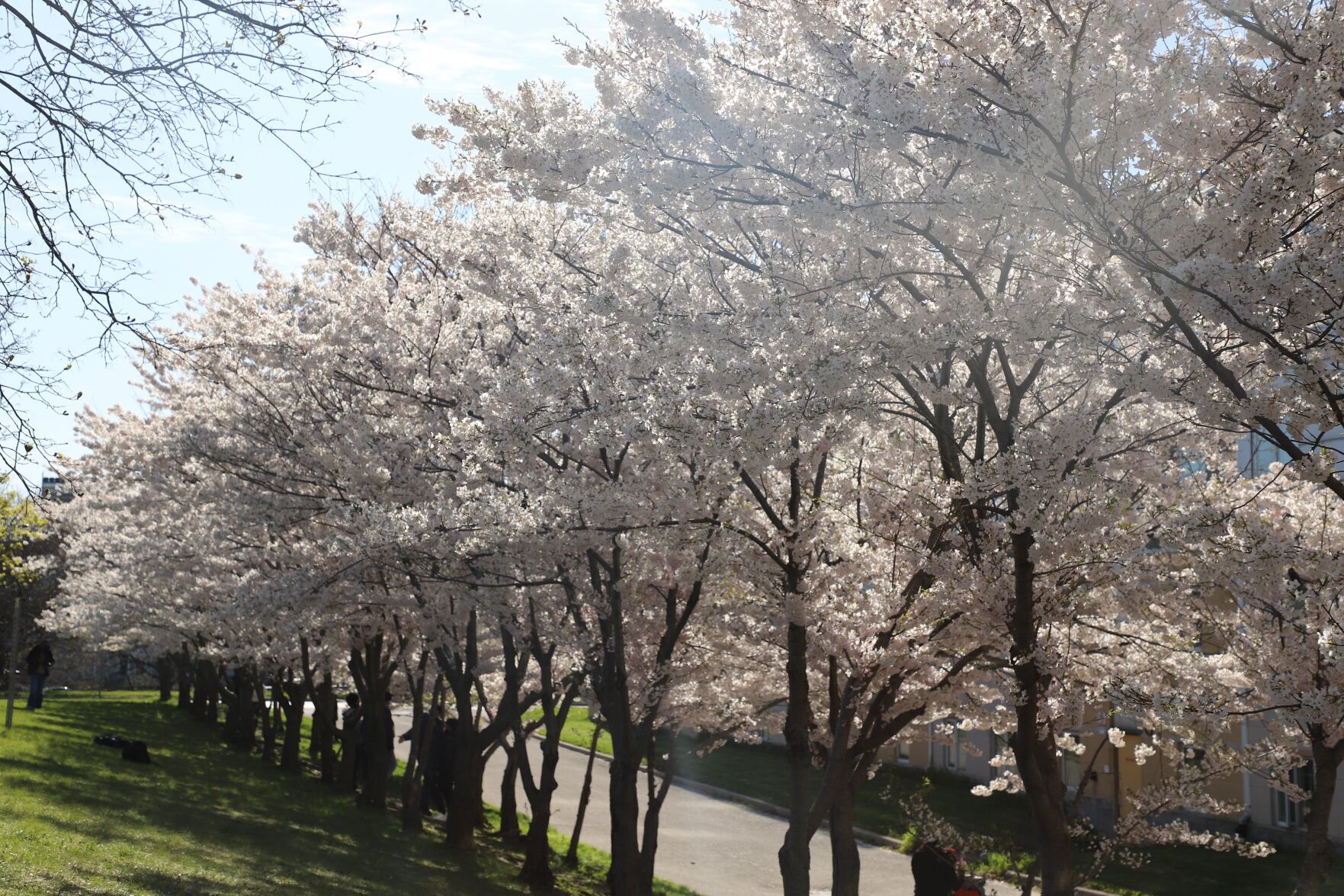 唐木　花梨　衝立 唐木 花梨 衝立