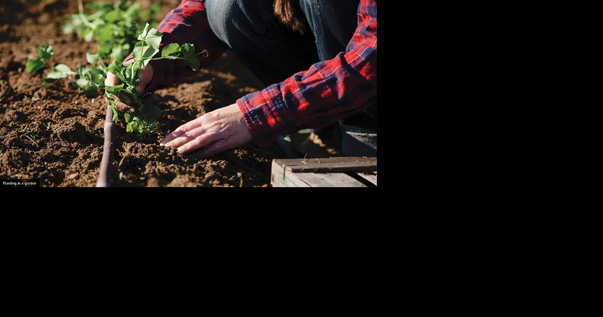 Vaughan hosts free gardening workshop to teach community about basics of seasonal planting