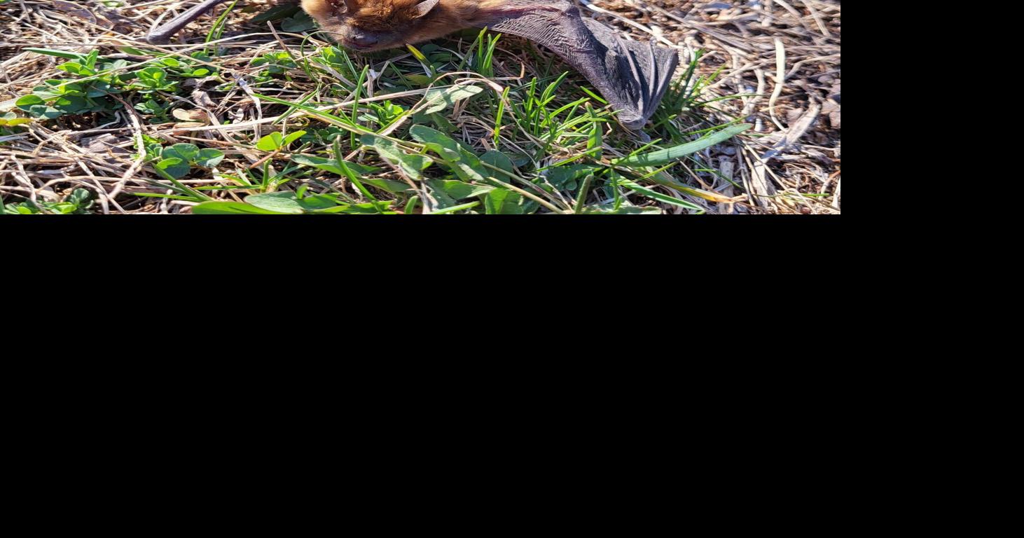 What should you do with a dead or dying wild animal?