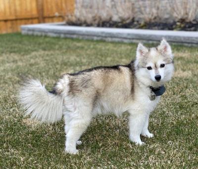 Pomsky Dog Full Grown Miniature Husky Puppies For Sale Near Me