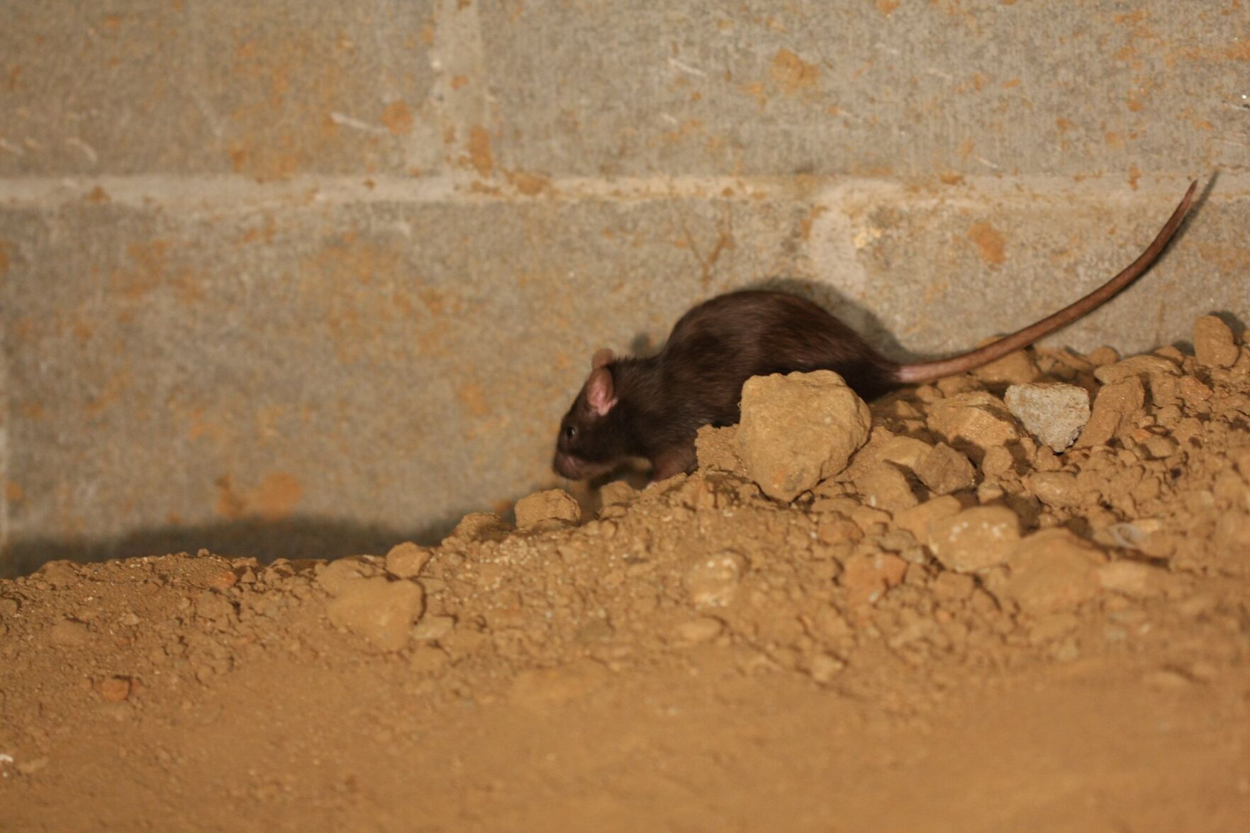 Woodbridge, Markham, Richmond Hill Among ‘rattiest Cities’