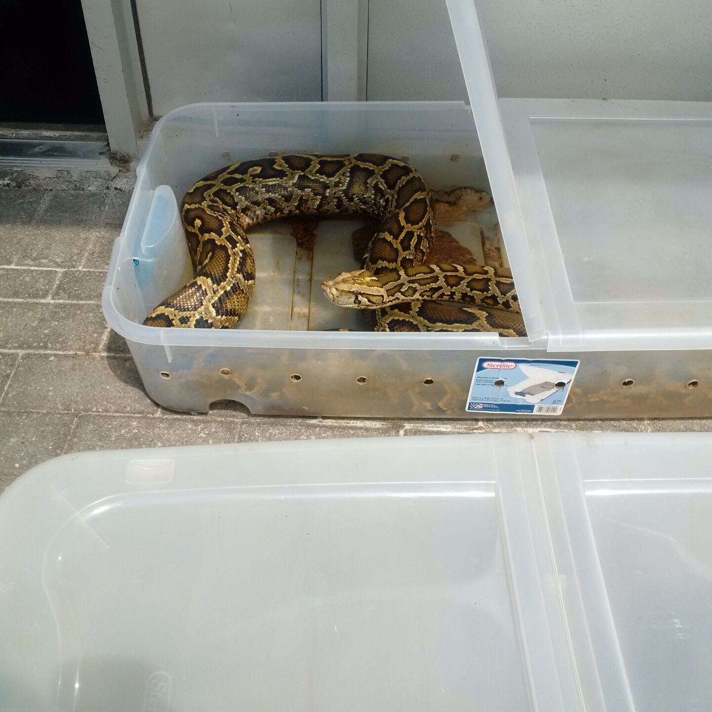 Pet store with outlet snakes near me