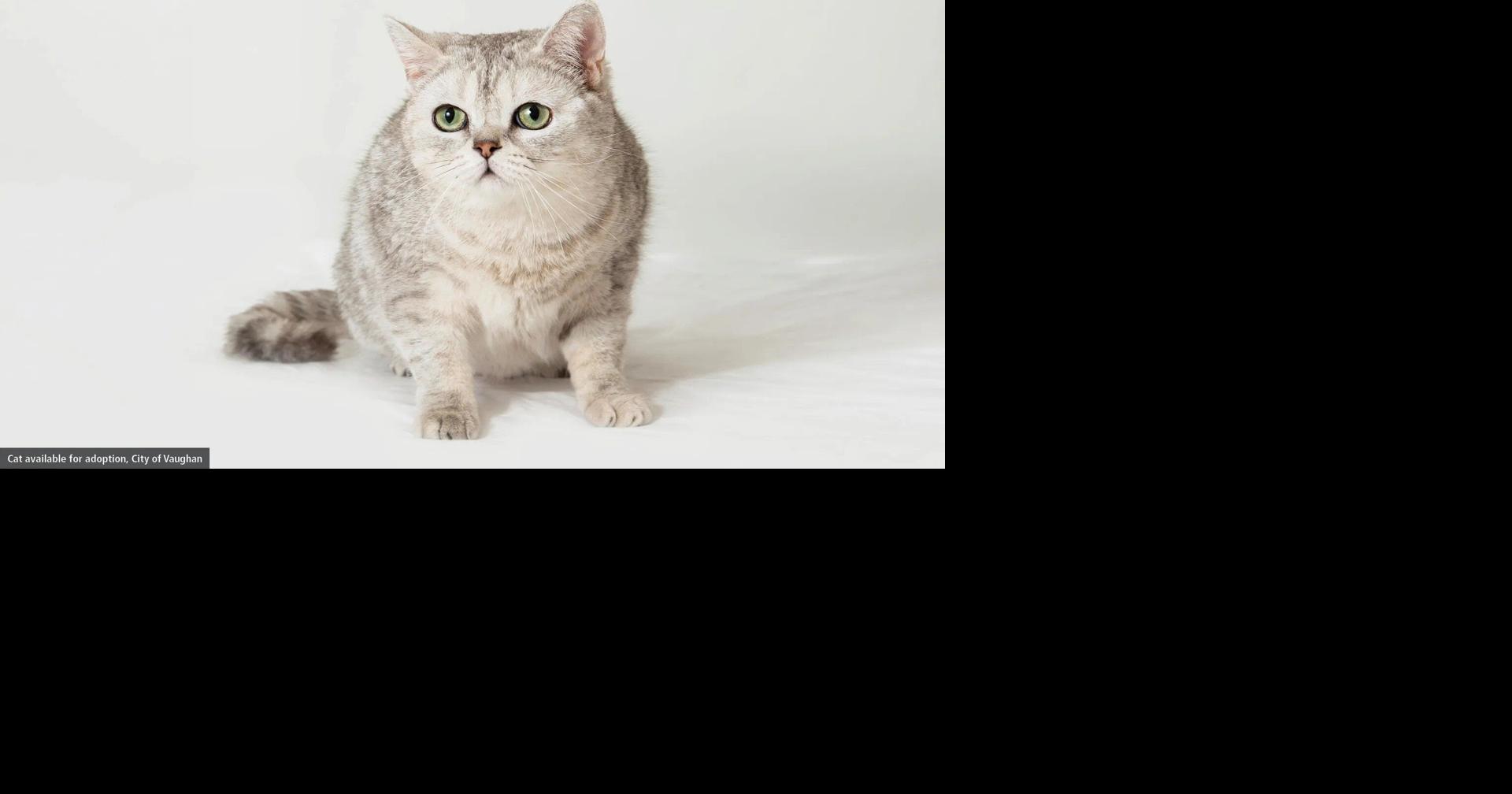 Looking for a fur-ever pal? Vaughan Animal Services hosts pet adoption event