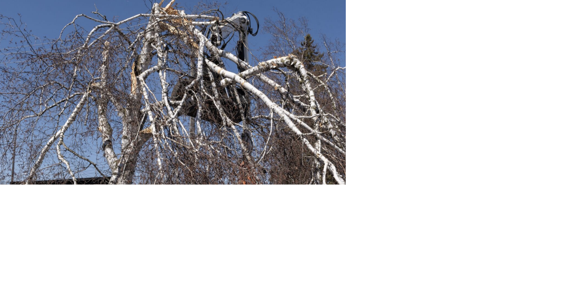 Are ‘exploding trees’ real? What an Ontario arborist says