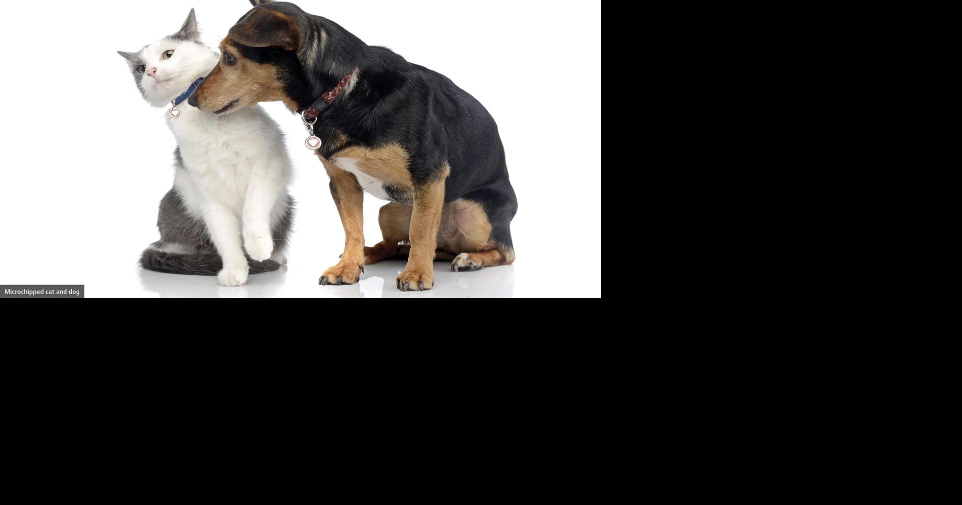 Vaughan Animal Services is hosting a microchip and rabies clinic this month