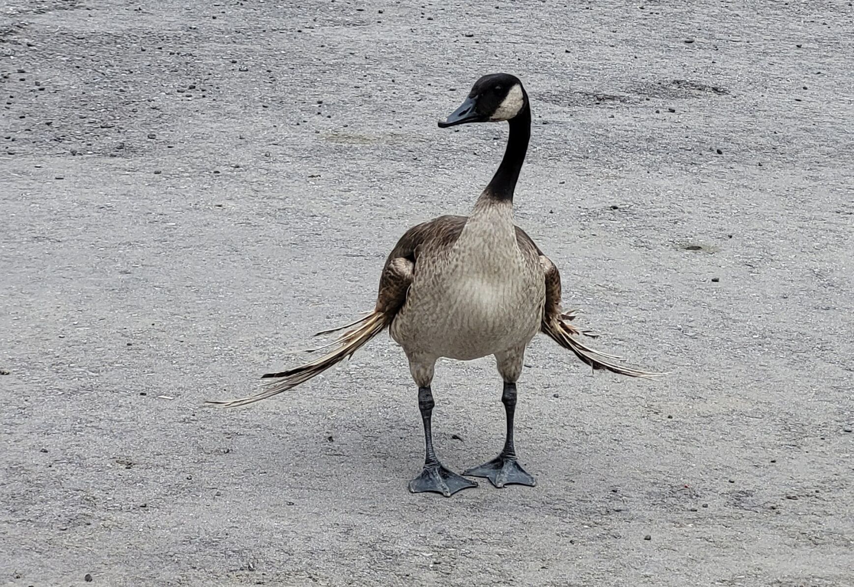 Canada goose cheap peru facebook