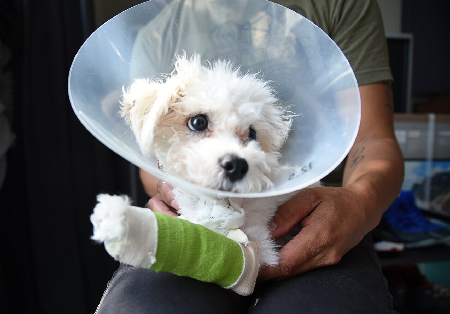 Petsmart best sale dog bandage