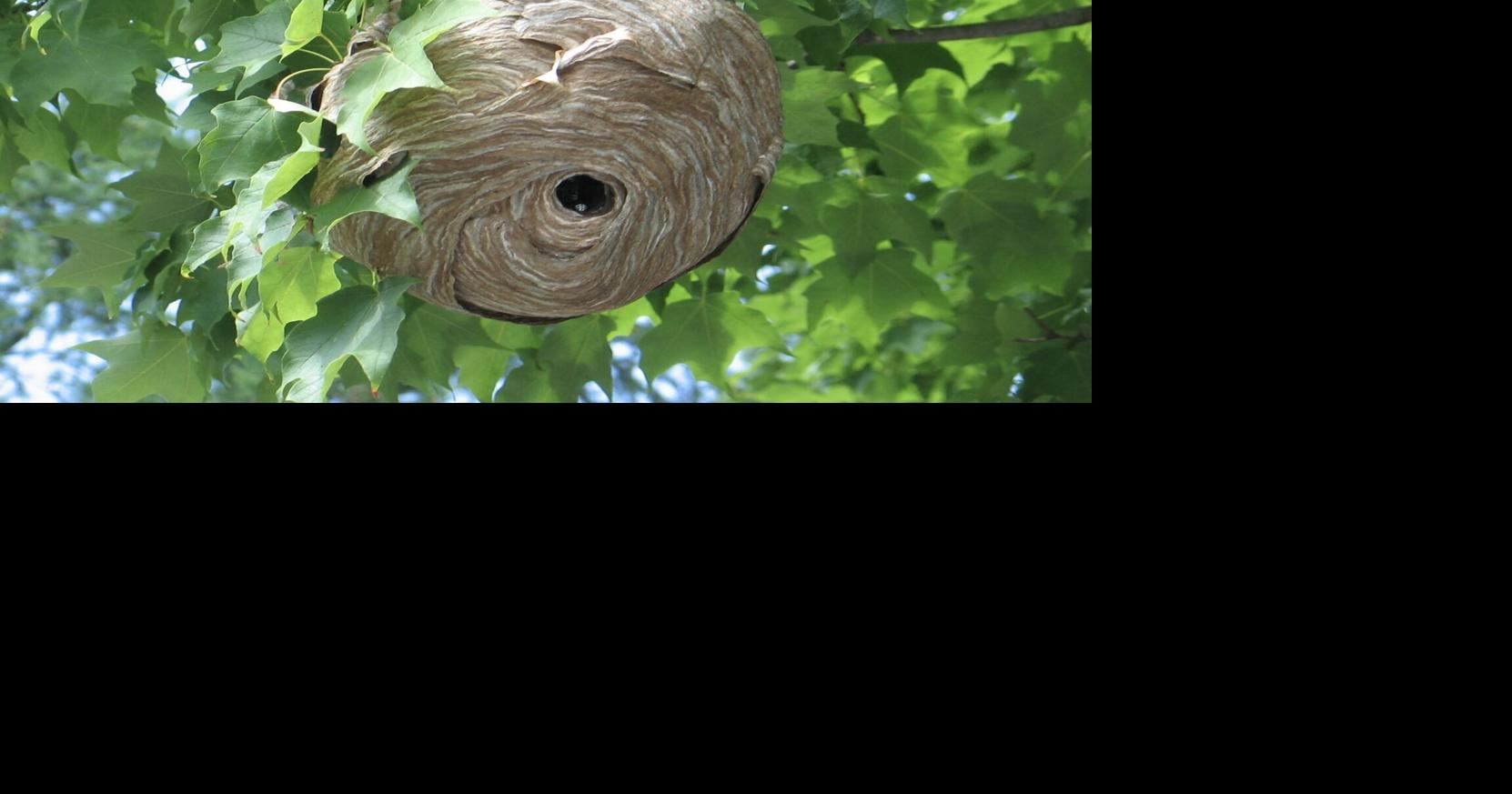 Tips on dealing with wasp and hornet nests in the fall