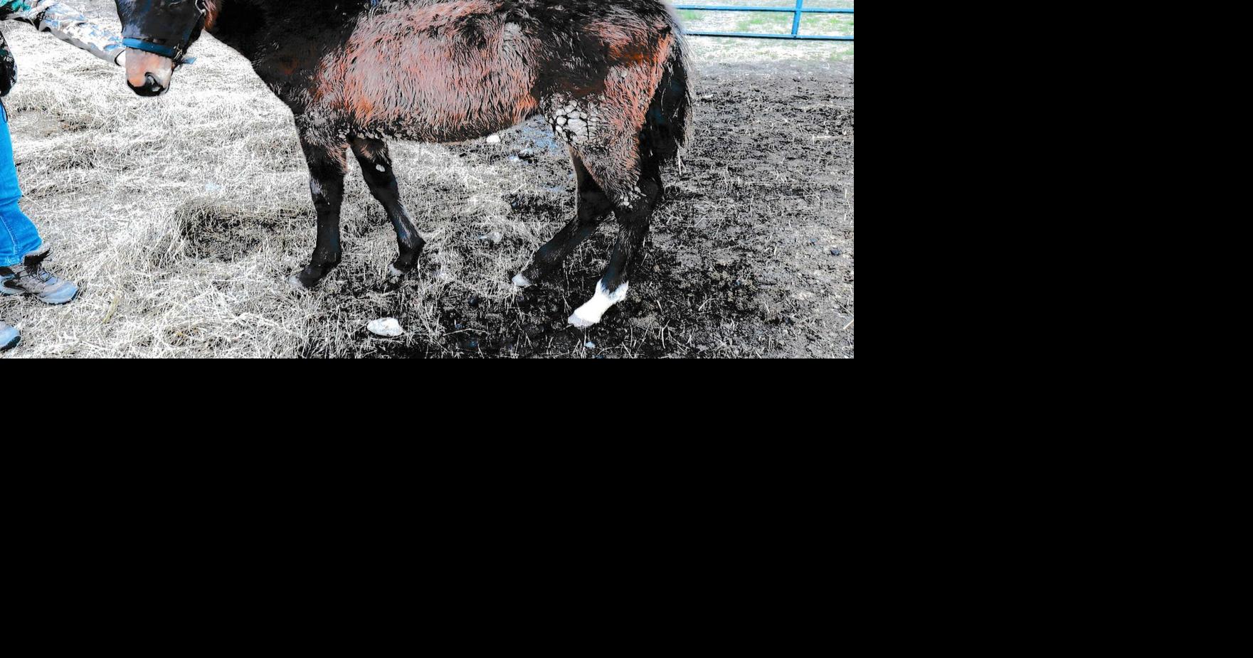 Stouffville horse abuse case moves forward