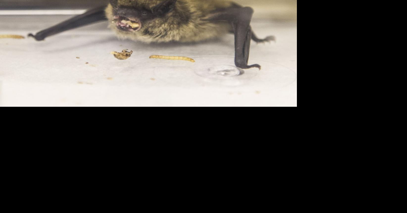 York Region public health confirms case of rabies in bat in Markham
