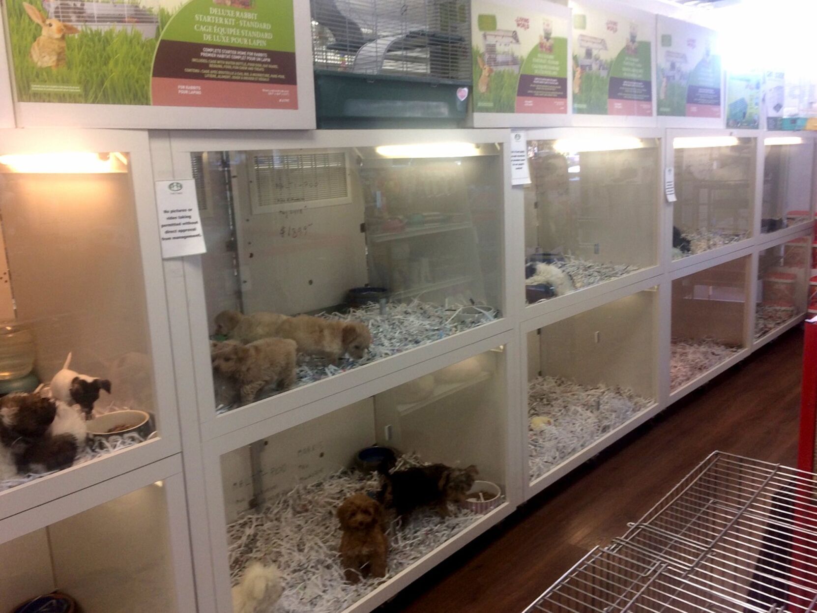 Pet store shop newmarket