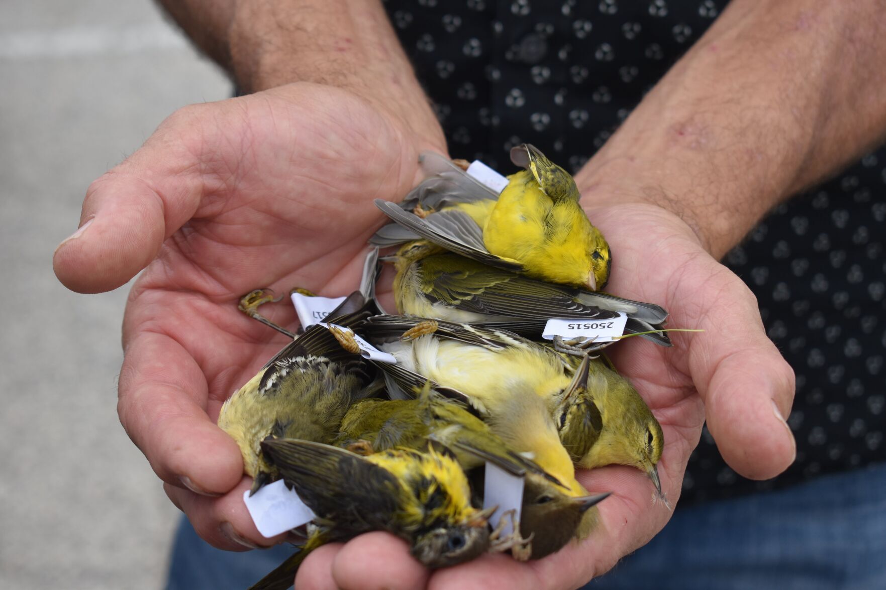 FLAP Canada keeps trying to save birds hitting IBM building
