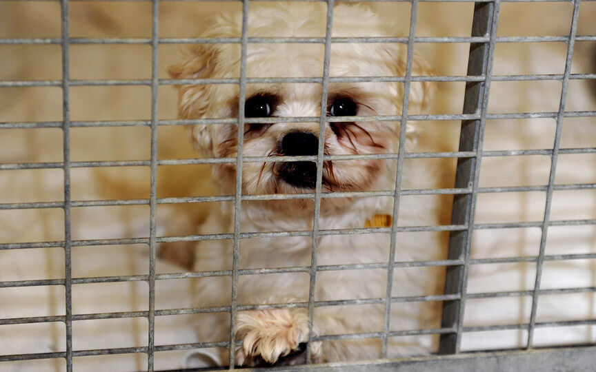 Despite passionate pleas, no decision made by Richmond Hill council on