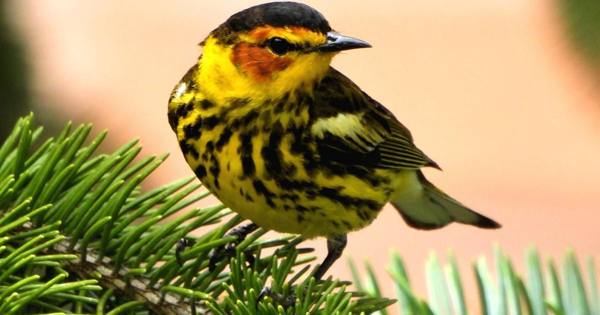 Markham man shares photos of southern Ontario birds