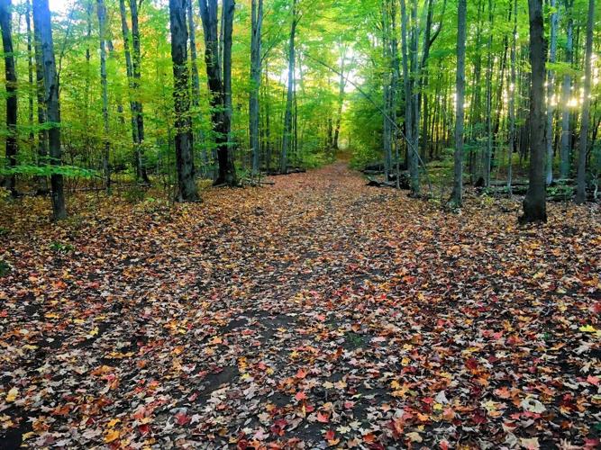 How vibrant have the fall colours been in your area?