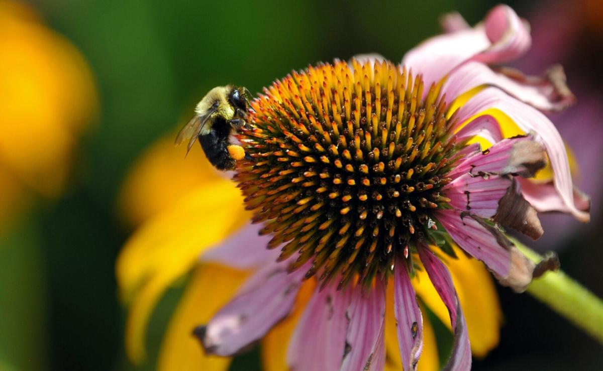 Georgina hosting pollinator education event this weekend