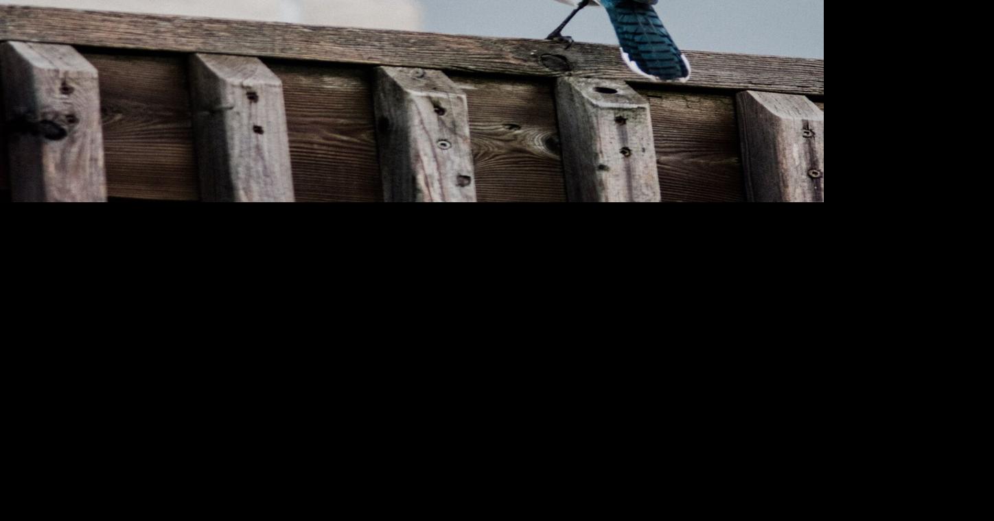 Aurora introduces new fence bylaw