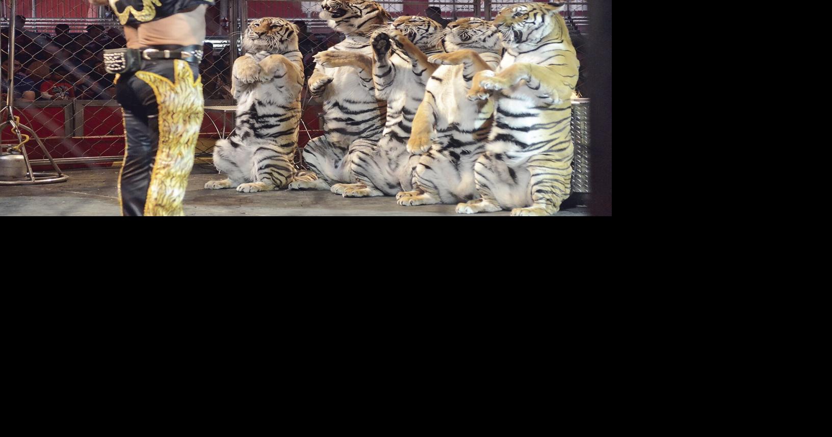 Bylaw officers to inspect tiger act in Markham