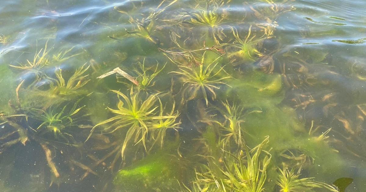 Water soldier discovered in Lake Simcoe for the first time