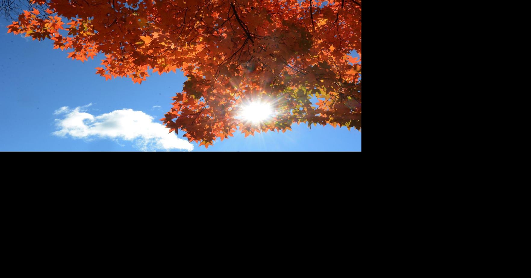 City of Vaughan's leaves and yard waste collection service to stop week of Dec. 5